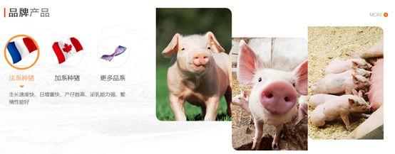 四川天兆豬業，中國排名前五的種豬養殖公司，遞交招股書，擬香港主板 IPO上市